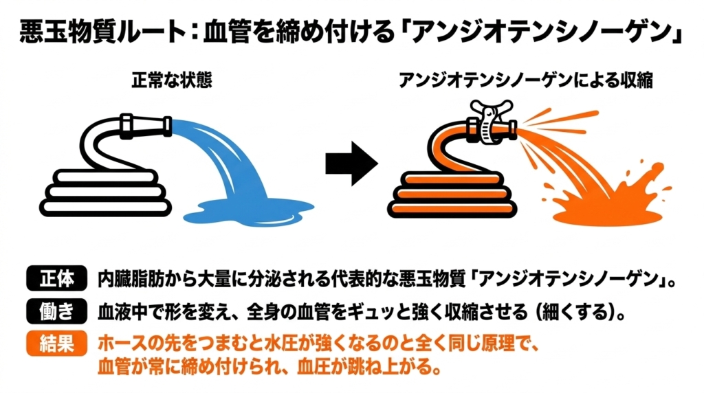 アンジオテンシノーゲンによる血管収縮と血圧上昇のメカニズム