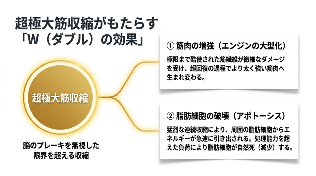 筋肉の増強と脂肪細胞の破壊を同時に起こすW効果