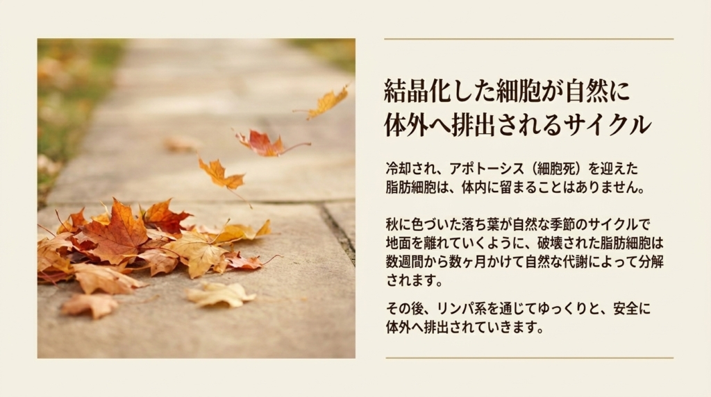 アポトーシスを起こした脂肪細胞が自然な代謝で体外に排出されるサイクル