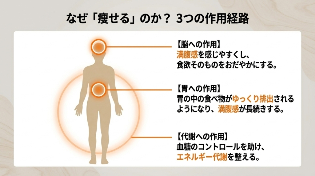マンジャロが体重に影響する3つの作用経路。脳への食欲抑制、胃の排出遅延、代謝改善を示す図解