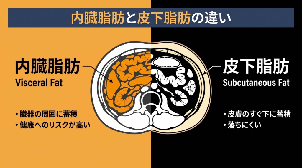 内臓脂肪と皮下脂肪の違いを示す腹部断面の模式図。内臓脂肪は臓器の周囲に蓄積し、皮下脂肪は皮膚のすぐ下に蓄積して落ちにくい
