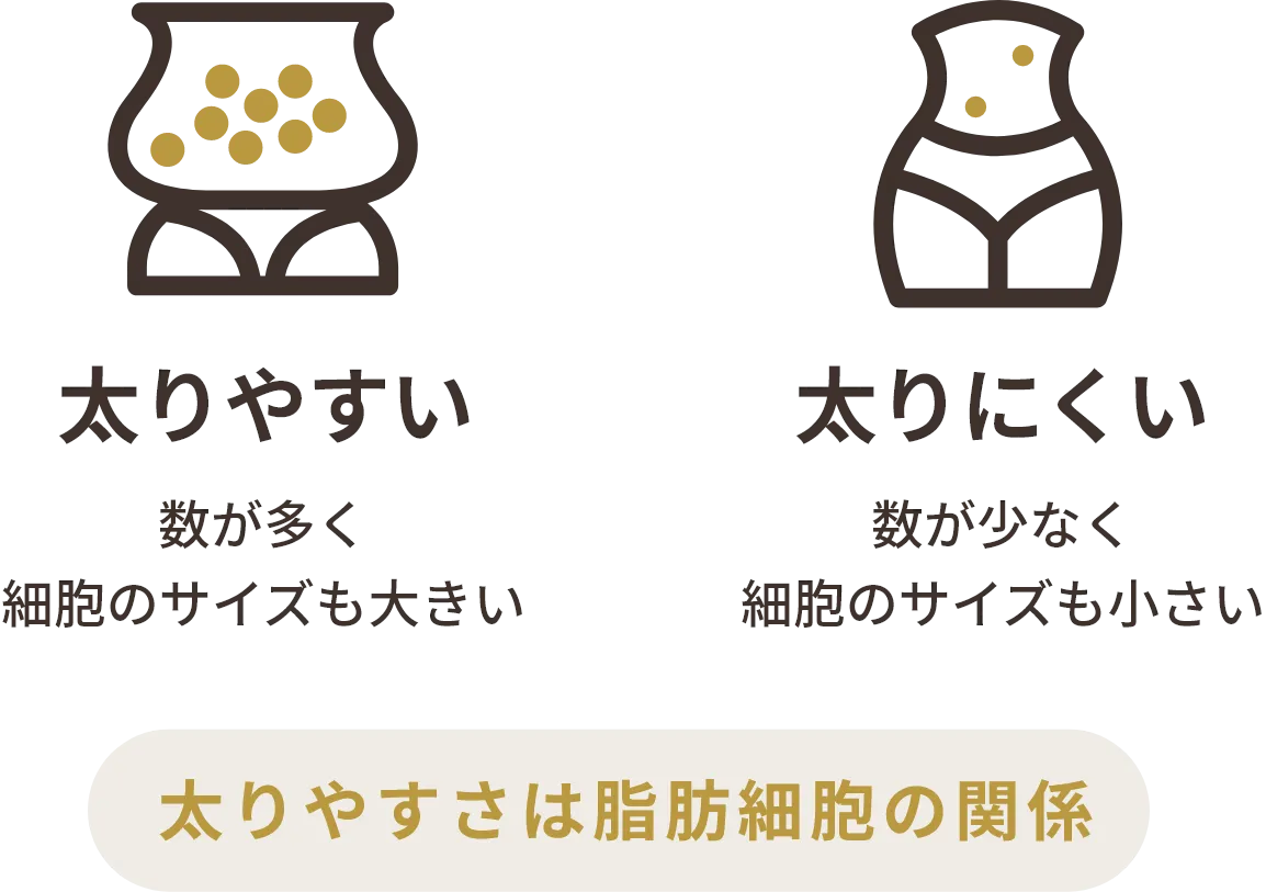 太りやすさは脂肪細胞の関係